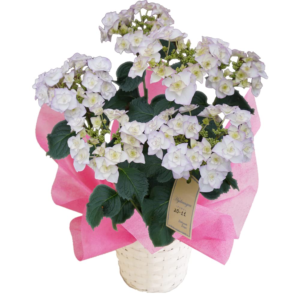 紫陽花　アジサイ　バロニー、光雲、ケイコ　ブルー　３鉢セット　鉢花Ｂ Amazon｜光雲ブルー さかもと園芸 達人のあじさい 母の日 あじさい